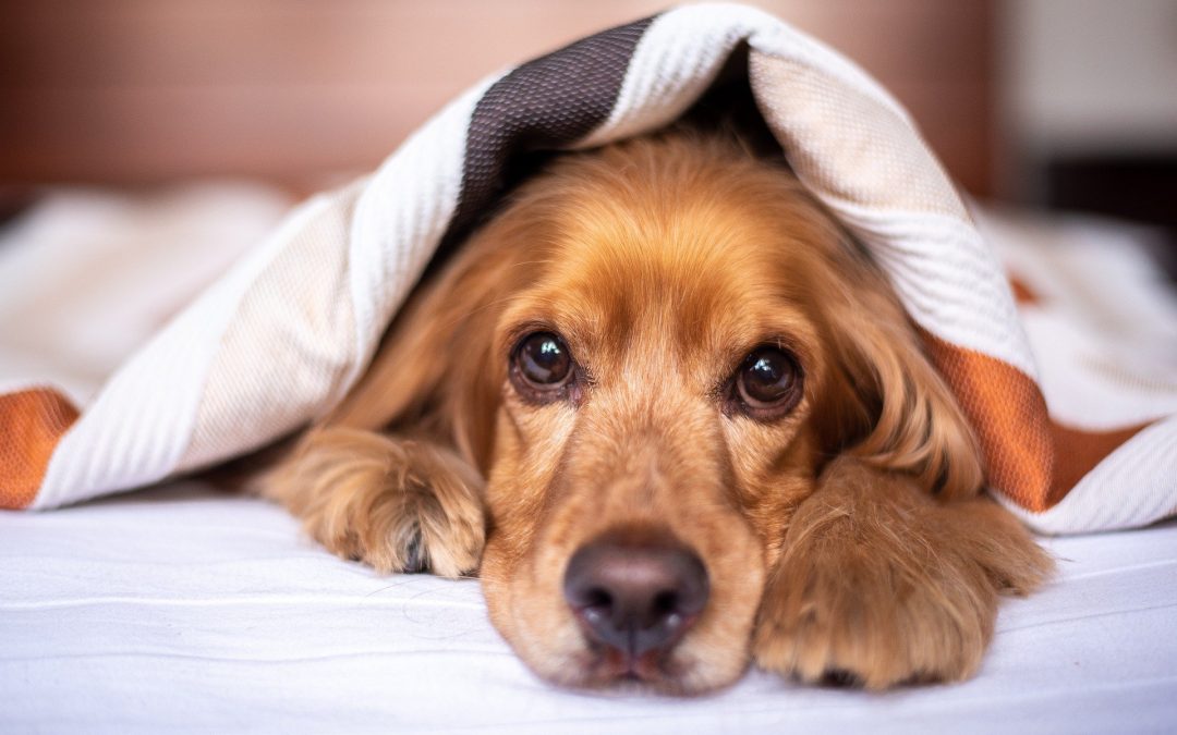 12 top tips for keeping your home warm this winter